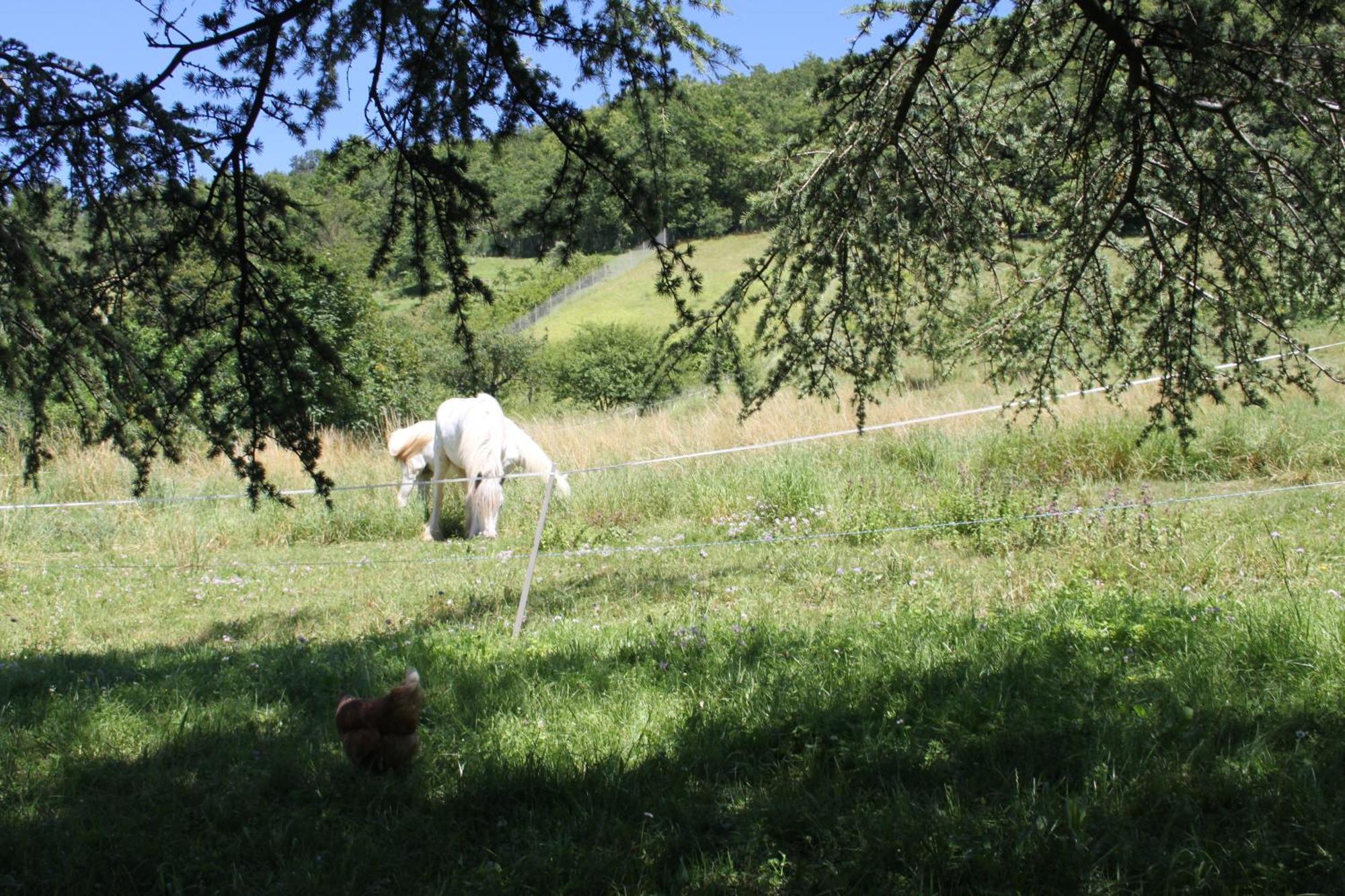Comfortable Village In With Access To Large Garden With Beautiful Views